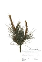 藏品(臺灣華山松)的圖片